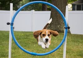 dog-through-hoop